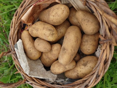 フライドポテトにぴったり！優しいお芋の風味とホクホク＆ねっとり感・ホッカイコガネ（合計5キロ）