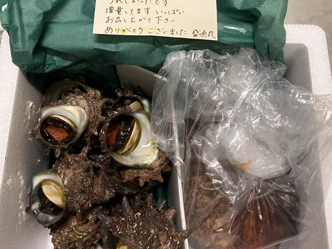 小泊産‼赤なまことサザエセット
(計1キロ)