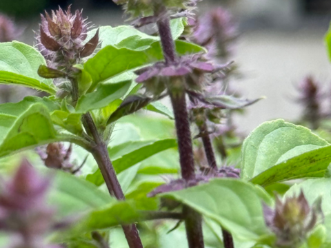 訳あり特価
2024後半の採取のホーリーバジルティー15g
（※別府温泉仕様は2025年分より）