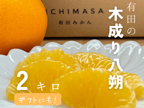 【木成り八朔】2キロギフトにも！　※皮むき器つき　さつき八朔　はっさく