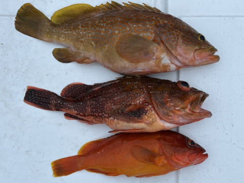 明日朝まで限定！捕れたて！アコウ・カサゴ・アカハタ 約3kgオーバー 長崎県対馬市(内臓・鱗処理済)