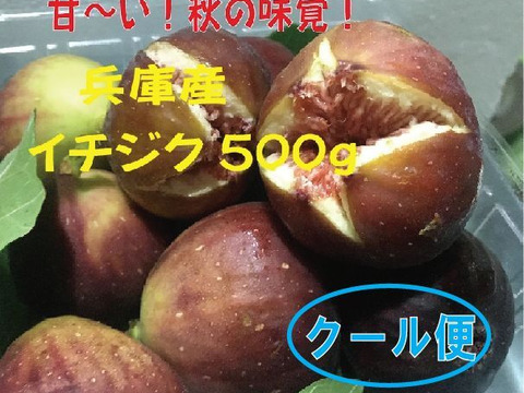 兵庫産 秋の味覚イチジク 500ｇクール便