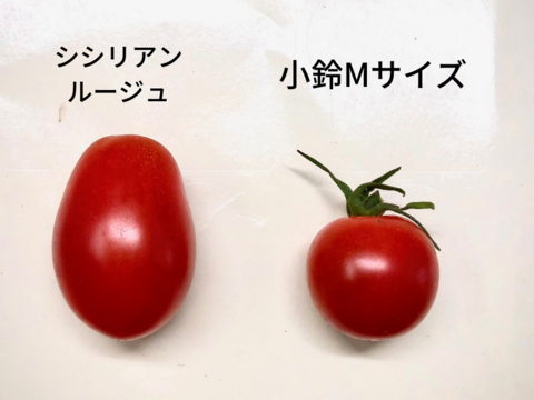 美容と健康に⭐︎【地中海トマト】"シシリアンルージュ"(1kg)