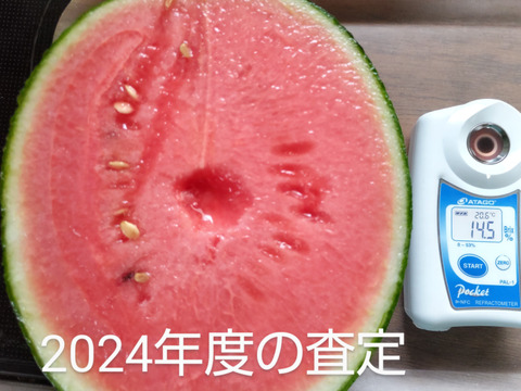 完熟　小玉すいか　1玉箱入り