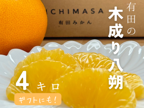【木成り八朔】4キロギフトにも！　※皮むき器つき　さつき八朔　はっさく