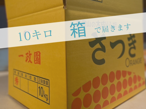 【木成り八朔】10キロ家庭用　※皮むき器つき　さつき八朔　はっさく
