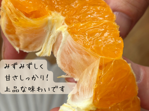 【清見】3キロ　家庭用
