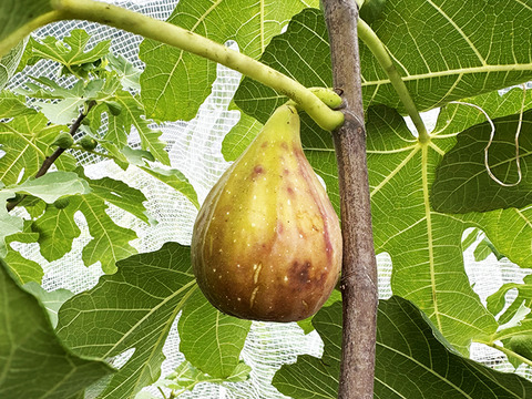 熟して甘い！岡山県産イチジク（約1.5kg、4パック）