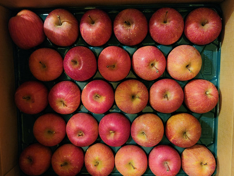 【ギフト】【小玉りんご】5kg 甘い！美味しい！家庭用小玉サンふじ(25~28玉)よく、どこに傷があるの？と聞かれます 長野県山ノ内町志賀高原麓