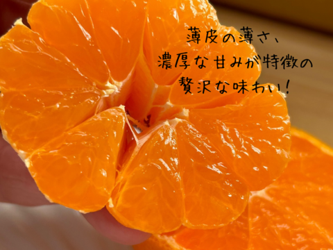 超完熟宮川早生⭐︎屋根かけ越冬みかん　5キロMサイズ　家庭用　有田みかん　早生みかん