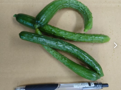 【レアなチビきゅうり】２kg　 農家さんだけが知っているおいしいきゅうり！！