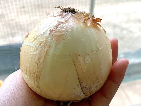 Jas認証有機栽培 玉ねぎ5kgと人参5kgのセット 大分県産 食べチョク 農家 漁師の産直ネット通販 旬の食材を生産者直送 Jas認証有機栽培 玉ねぎ5kgと人参5kgのセット 大分県産 食べチョク 農家 漁師の産直ネット通販 旬の食材を生産者直送