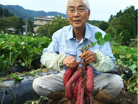 【まるでスイーツ！な絶品やきいも】カーボン釜で焼いた濃密な甘さ！自家栽培シルクスイートの焼き芋 クール冷蔵便でお届け