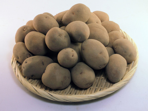 越冬「ジャガイモ」と「ごぼう」セット