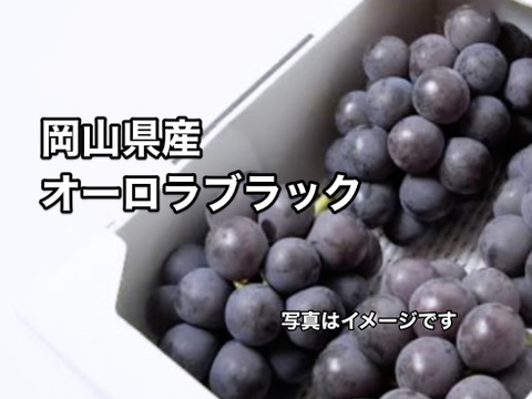 岡山県産　食べ応え抜群！オーロラブラック2kg（3房〜4房）