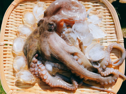 大人気御礼 別格の味 日間賀島産たこ Sサイズ 350g程度 2匹 愛知県産 食べチョク 農家 漁師の産直ネット通販 旬の食材を生産者直送 大人気御礼 別格の味 日間賀島産たこ Sサイズ 350g程度 2匹 愛知県産 食べチョク 農家 漁師の産直ネット通販 旬の食材を生産者直送