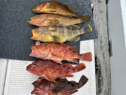 明日朝まで限定！捕れたて！アコウ・カサゴ・アオナ　約2.5kgオーバー 長崎県対馬市(内臓・鱗処理済)