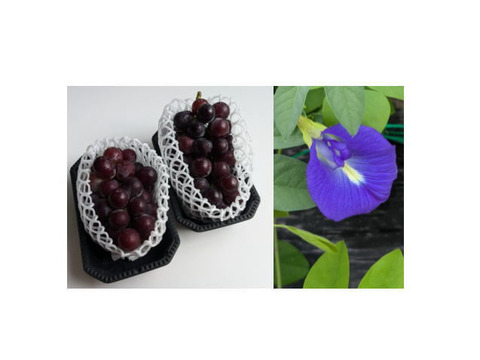 ぶどう（藤稔）2房とバタフライピーの乾燥花3gセット