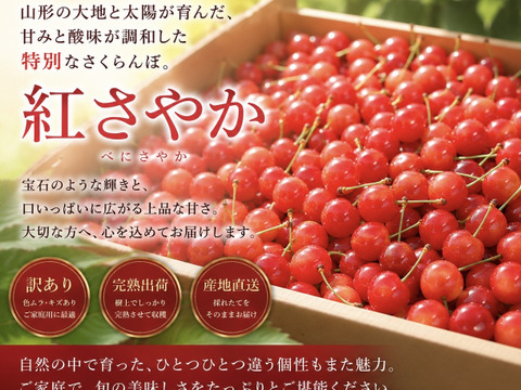食べチョクオープン特別価格！！！山形県産　さくらんぼ　紅さやか　訳あり　1kg