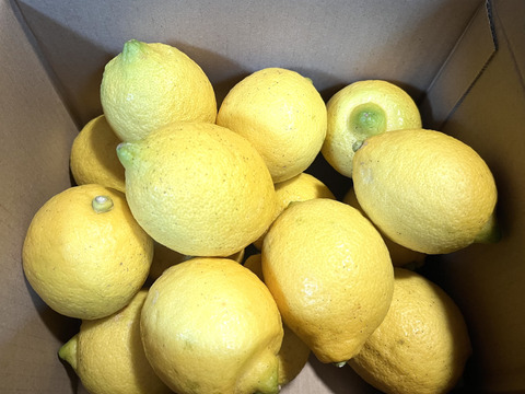 瀬戸内のレモン２kg　農薬、肥料不使用　皮まで安心して食べて頂けます。レモンピールやレモンの塩漬けにもして頂けます。
ご注文頂いてから収穫して発送いたします。