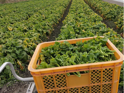 旨味たっぷり濃厚な味わい！貴重な伝統京野菜、畑菜の菜の花！軸まで美味しい【菜の花500g】買い合わせ1キロまで送料同額！