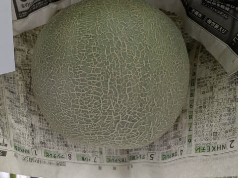 【10月末～収穫！！秋に美味しいメロンが食べられる！！】いつでも甘くておいしい大玉最高級メロン！「大利根ロマン 」予約