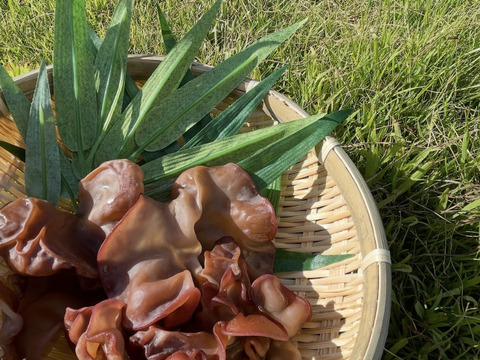 旬を味わう国産・黒い生きくらげ 3パックセット（100g×3）国産／新鮮発送