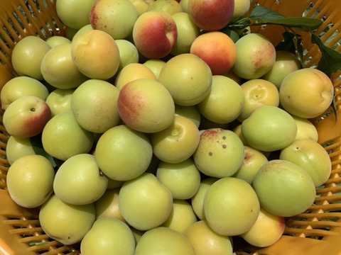 まじりっけなし！梅干に最適！『十郎小町』3kg 自然栽培の梅。ジャムや茶梅など幅広いレシピに。農薬不使用