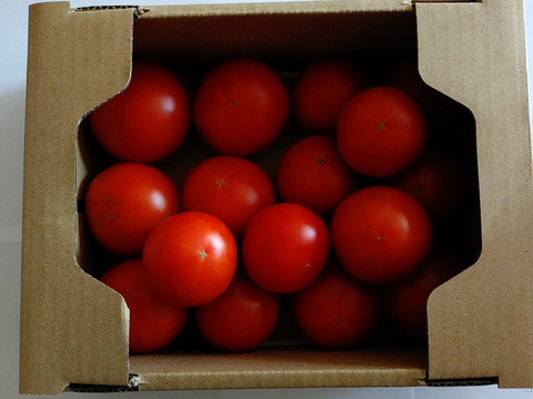 硬めで歯応えのある美味しいミディトマト１㎏箱×2個　北海道産