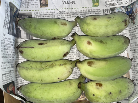 予約販売1ヶ月待ち〔自然栽培〕ワクワバナナ