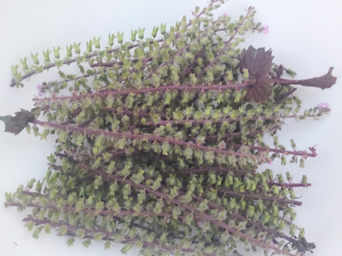 赤紫蘇の実の小枝、30本（※10cmほどの短い小枝☆赤紫蘇の実は生薬で「蘇子」と言われます☆🏣ゆうパック