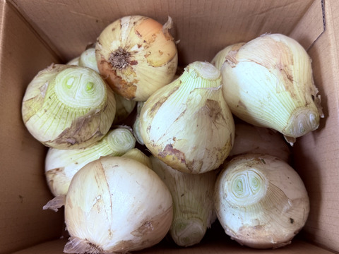 【数量限定】淡路島　 新玉ねぎ！3ｋｇ　★12月発送～★みずみずしく、柔らか〜い！【ひょうご安心ブランド認証】特別栽培