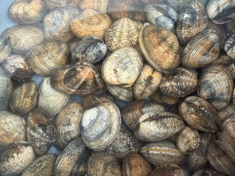 国産あさり（アサリ）1kg 生まれも育ちも『鹿児島県産！天然養殖アサリ』