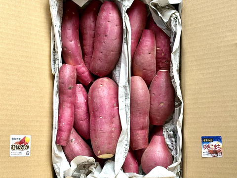 日替わり「さつまいも」2種類セット！色々なサイズ入り  5キロ箱【訳あり】