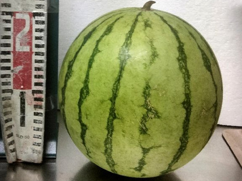 【訳あり】兵庫産　夏武輝 大玉スイカ1玉　ご家庭用⑤