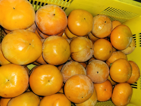 和歌山県産　富有柿　極甘(家庭用)5キロ　M～2Lサイズ