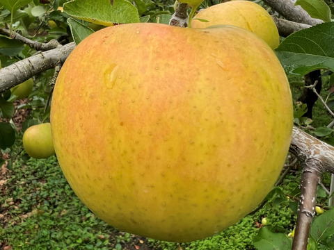 黄色い逸品！岩手江刺産【トキ】★★★贈答品５㎏