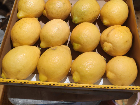 大崎上島産特別栽培レモン1kg