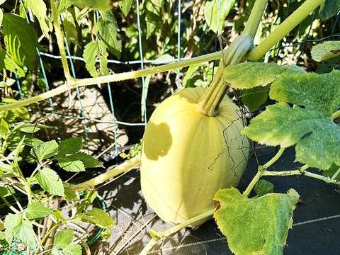 麺になるかぼちゃ！？そうめんかぼちゃ（約1kg、1〜2個）農薬・化学肥料不使用