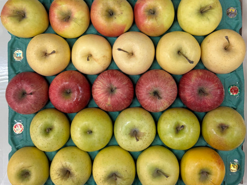 オールスター小玉５種🍎🍏💛💚💗家庭用約4.5Kg　食べ比べ　サンふじ　王林　シナノゴールド　ぐんま名月　金星　青森県産　数量限定　おうりん　ぐんまめいげつ　きんせい