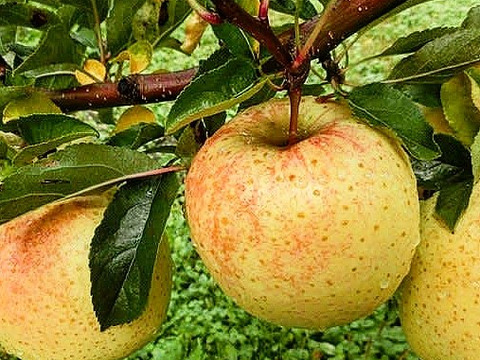 とにかく甘い‼︎ 希少品種🍏サン金星🍏 4.5kg