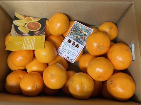 【希少品種】果肉がプチプチ弾ける香りの良い「はるみ」（家庭用Ｍ／Ｌサイズ５㎏）