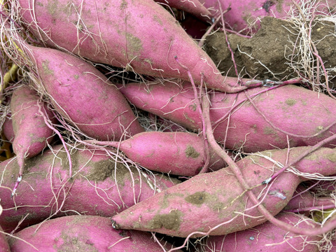 【新芋】サラリと溶けるホクホク系‼︎新品種「ゆきこまち」 Sサイズ 3キロ箱