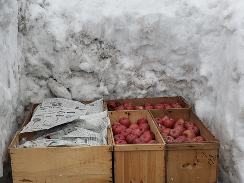 【オンライン農業体験(2/9 11:00～)】雪の中にりんご！？🍎地元の人しか知らない味わい方をお伝え！（おすすめリンゴ3種3kgもお届け）