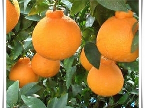 【数量限定☆希少の高級柑橘🎁】不知火4㎏🍊