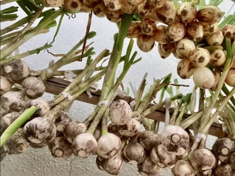 【小ぶりだけど美味しいです！！】玉ねぎニンニクセット