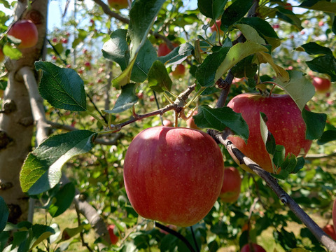 サクサク甘い シナノスイート3kg箱(8玉～11玉)
