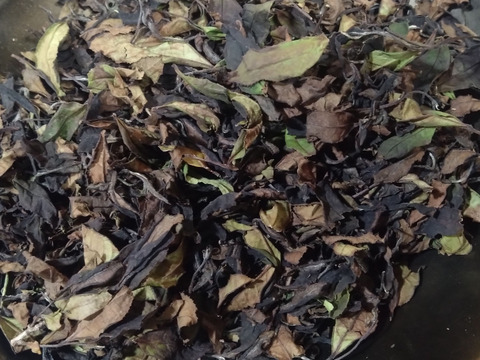 白茶（2025年）やぶきた 　農薬・肥料不使用 加茂自然農園のお茶