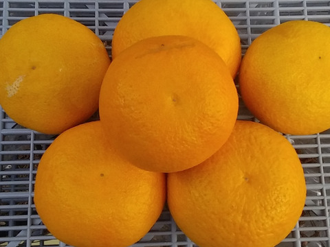 【冷やして美味しい】甘夏8kg和歌山産「冷蔵便」