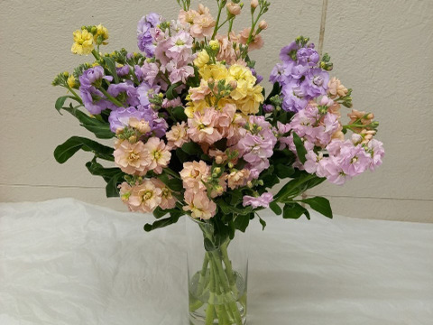 数量限定 卒業祝いにも 花のある暮らし 可憐で鮮やかなスプレーストック 3色以上ミックス 1束 熊本高森から直送便 ご贈答にもおススメ 熊本県産 食べチョク 農家 漁師の産直ネット通販 旬の食材を生産者直送 数量限定 卒業祝いにも 花のある暮らし 可憐で鮮やかなスプレーストック 3色以上ミックス 1束 熊本高森から直送便 ご贈答にもおススメ 熊本県産 食べチョク 農家 漁師の産直ネット通販 旬の食材を生産者直送